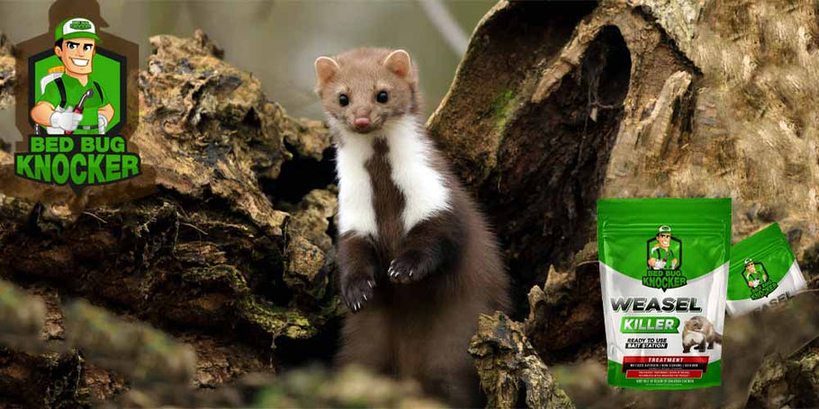 What methods can be used to catch and eliminate weasel?