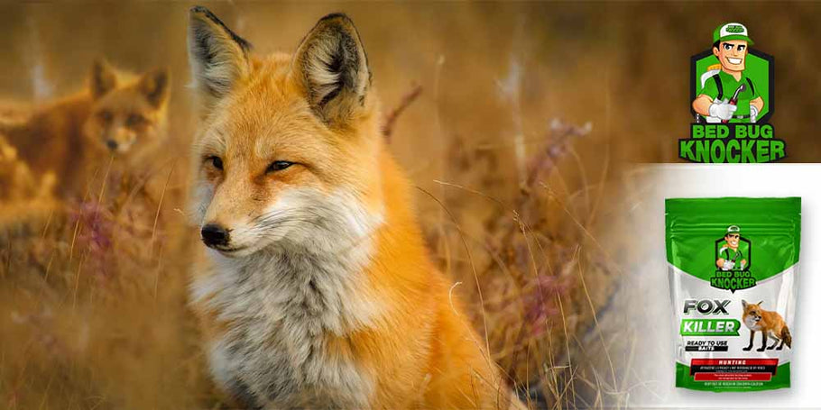 What is the most cost-effective fox killer solution?