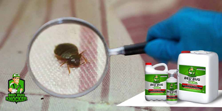 How to sleep soundly without bed bugs?