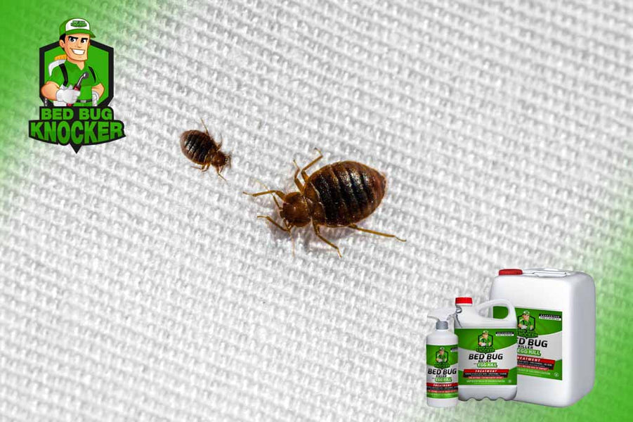 Where to Find Bed Bug Treatment?