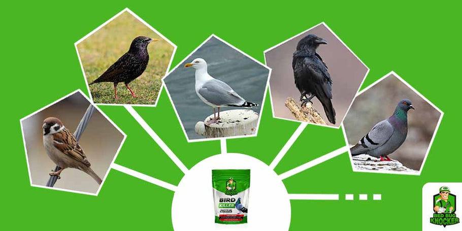 For which types of birds is Bed Bug Knocker's Bird Killer effective?